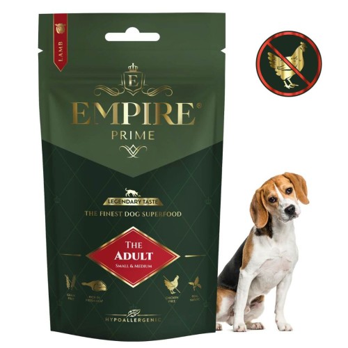 Adult Beagle.jpg