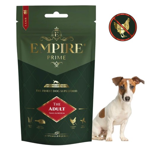 Adult jack Russel.jpg