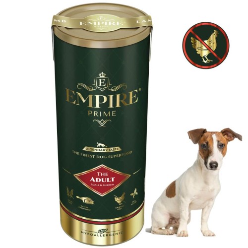 Adult jack Russel.jpg