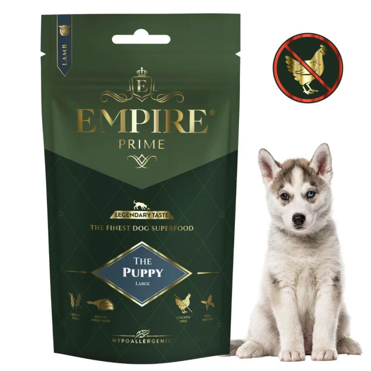Puppy Husky.jpg