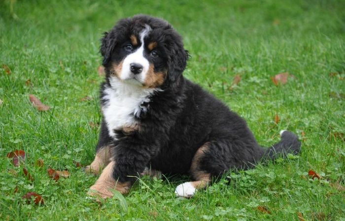 Berneński pies pasterski - młody pies