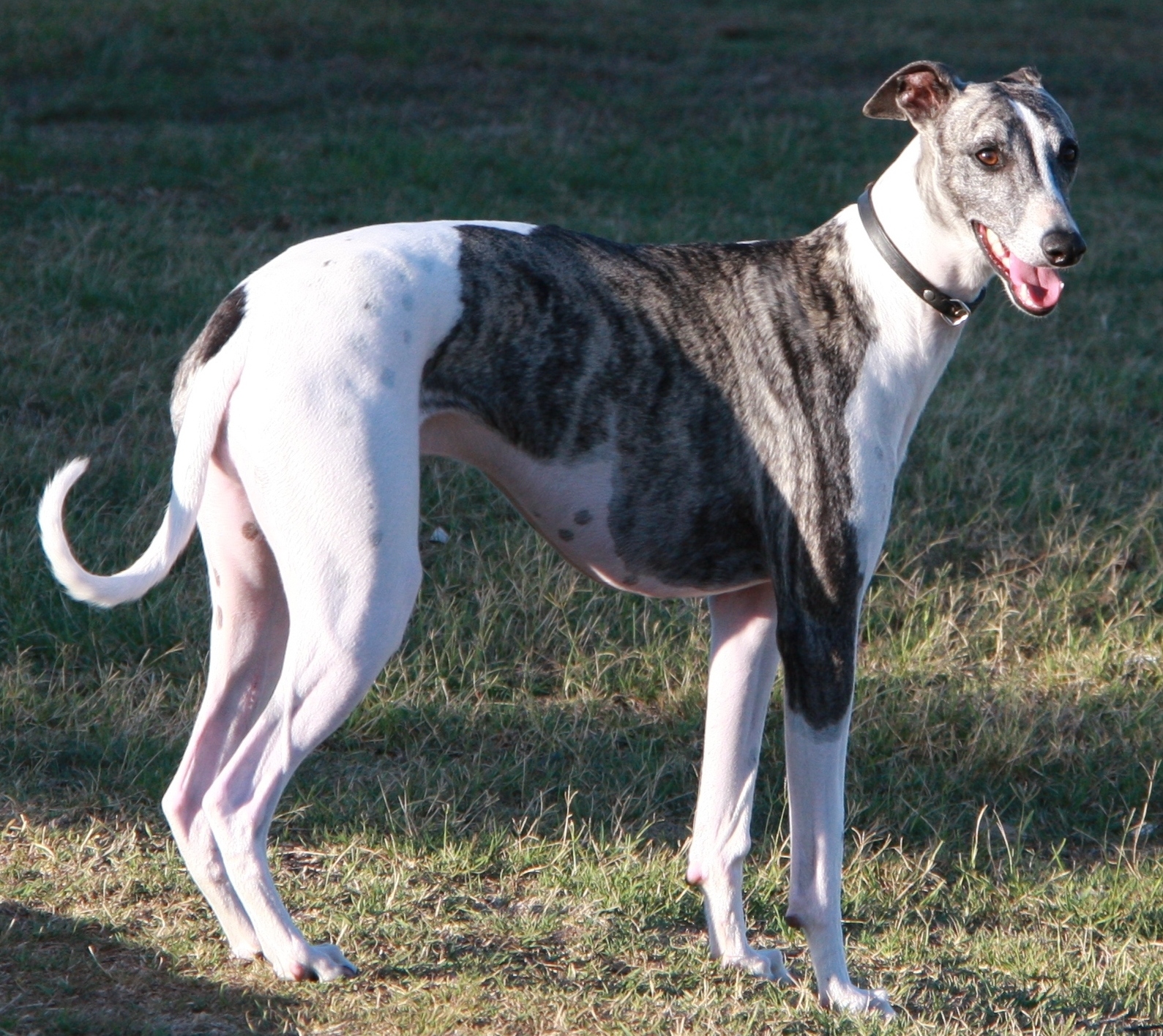 Greyhond - szary