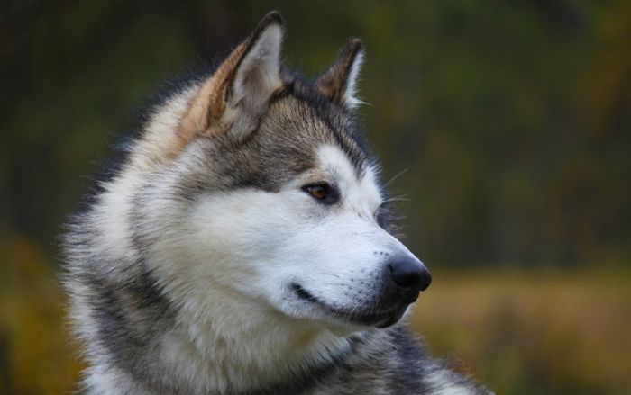 Alaskan malamute - pyszczek