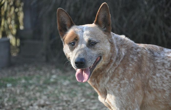 australijski-pies-pasterski-profil