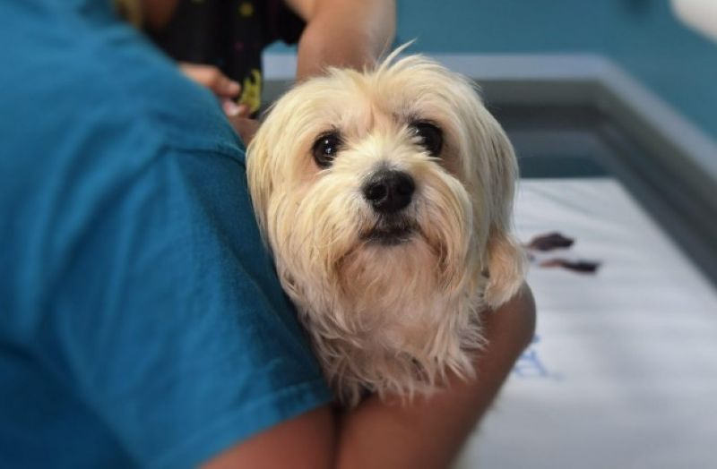 Ciśnienie u psa - weterynarz