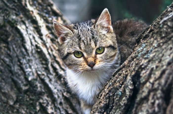 Imiona dla kota -kotek drzewo