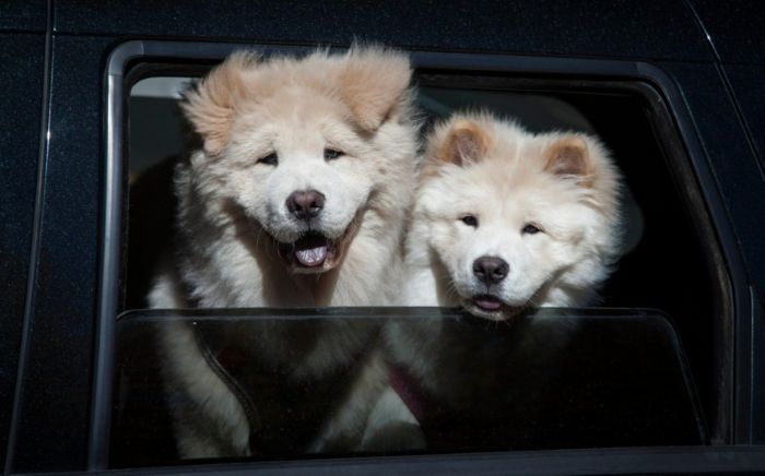 Najdroższe rasy psów - uśmiechnięte zwierzęta