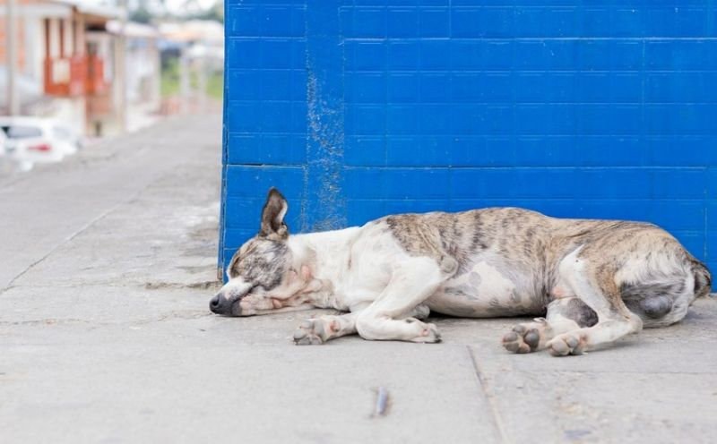 Niedoczynność tarczycy u psa - leżący