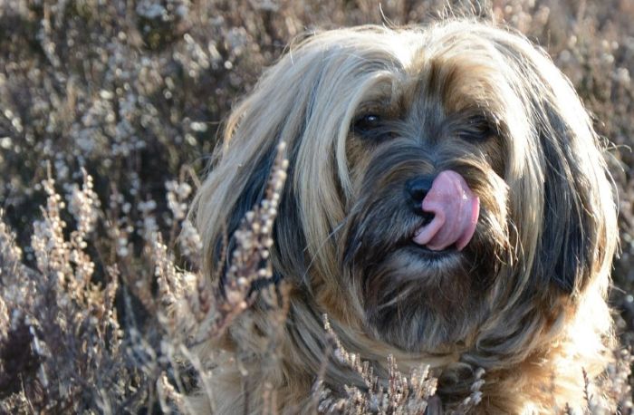 Pies się oblizuje - kudłaty