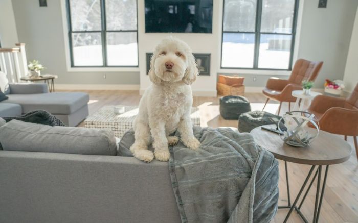 Pies ucieka z posesji - dom