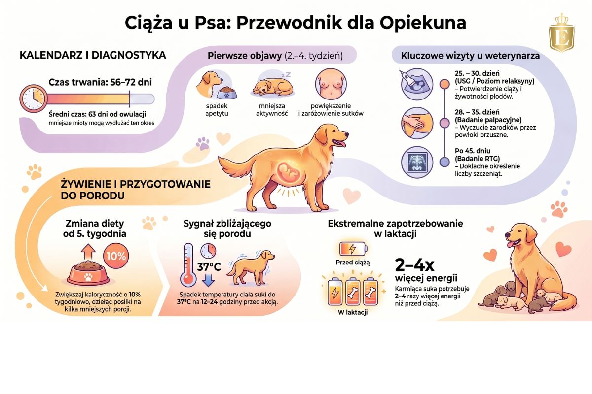 infografika pies w ciąży