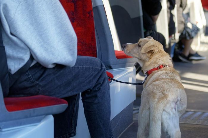 Sprzątanie po psie - komunikacja publiczna