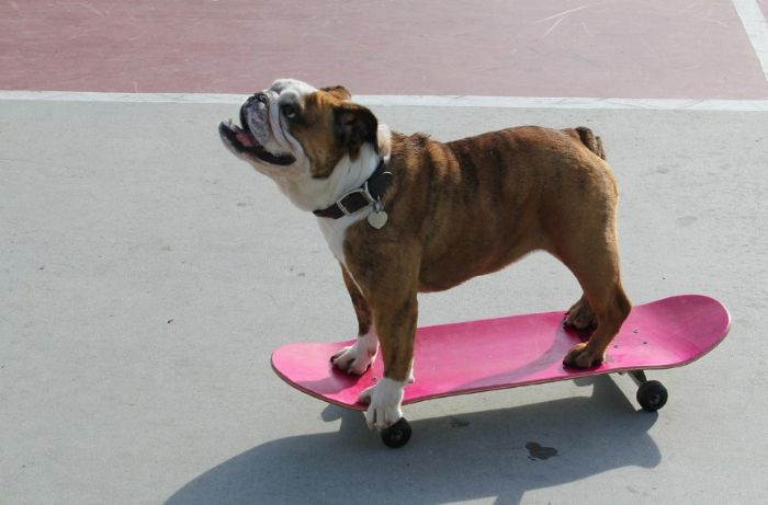 Sztuczki dla psa - buldog