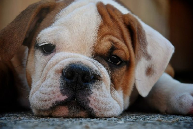 Tasiemiec u psa - buldożek