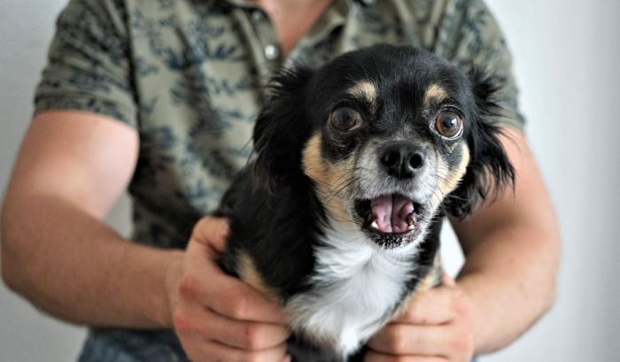 Znęcanie się nad psem - przestraszony