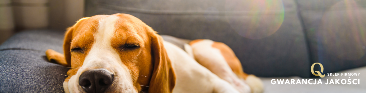 karma dla psa Beagle