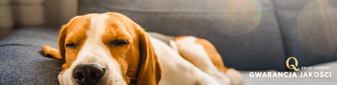 karma hipoalergiczna dla Beagle