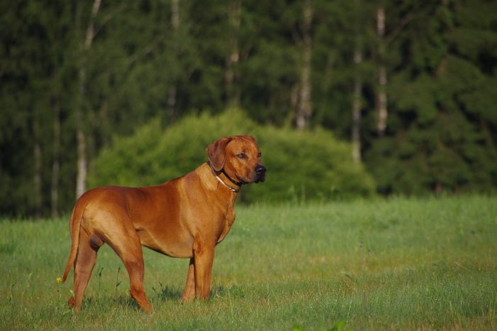 Rodish Ridgeback Rhodesian ridgeback – wszystko o rasie psów – Empire