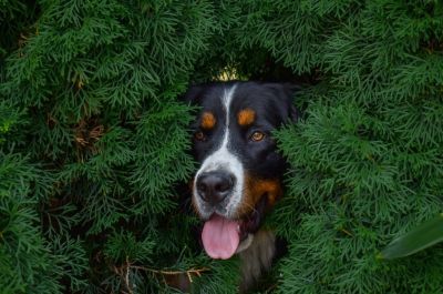 Berneński pies pasterski - język