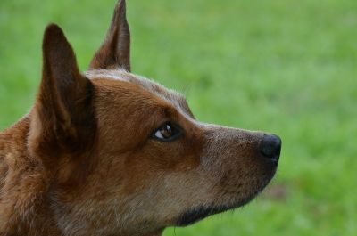 Australijski pies pasterski - głowa