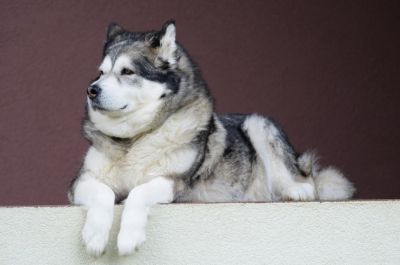 Alaskan malamute - biały