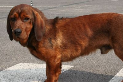 Alpejski gończy krótkonożny - rudy
