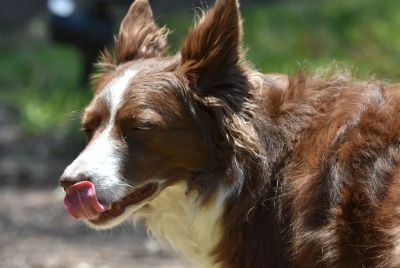 Dlaczego pies się oblizuje - język