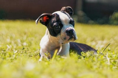 Amerykańskie rasy psów - terrier