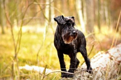 Mandarynki dla psa - las