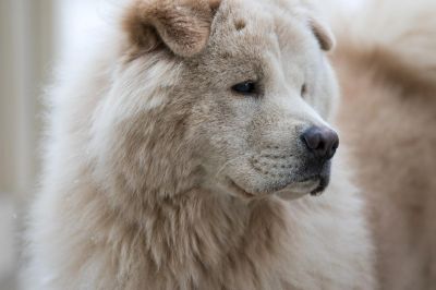 Najdroższe rasy psów - głowa puchata