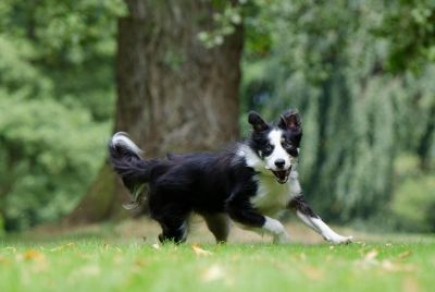 Zapalenie stawów u psa - collie