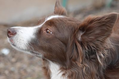 Niedoczynność tarczycy u psa - pysk