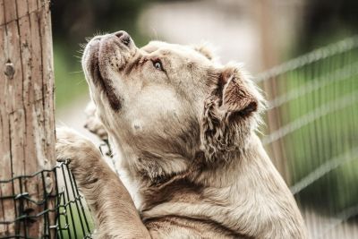 Pies ucieka z posesji - co robić?