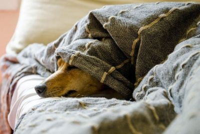 Znęcanie się nad psem - jak reagować?