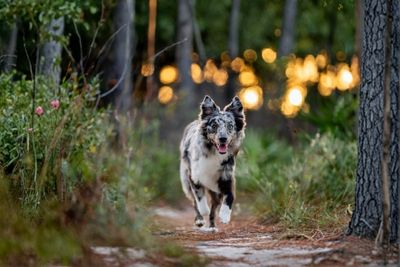 Żywienie owczarka australijskiego – jaka karma dla aussie?