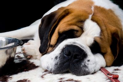 Bernardyn – jaką karmę wybrać?