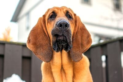 Bloodhound – wszystko o rasie psów