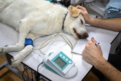 Ciśnienie u psa - ciśnieniomierz