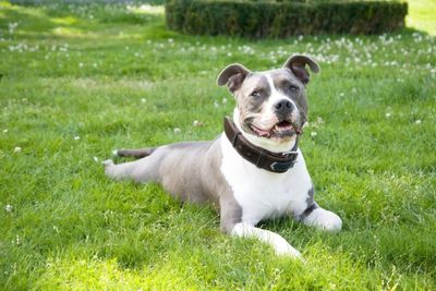 American staffordshire terrier – wszystko o rasie psów