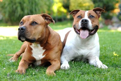 American staffordshire terrier - jaką karmę wybrać?