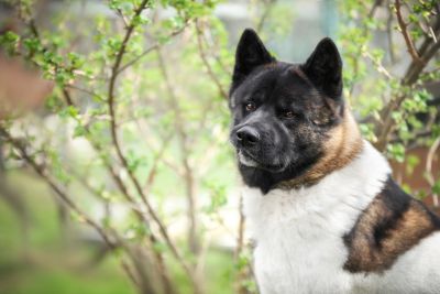 Akita amerykańska - porady żywieniowe
