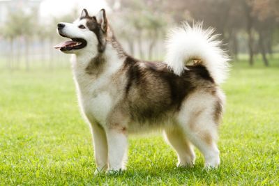 Alaskan malamute - jaką karmę wybrać?