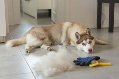 Siberian Husky — jak przetrwać linienie i nie utonąć w sierści?