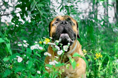 Bullmastiff - porady żywieniowe