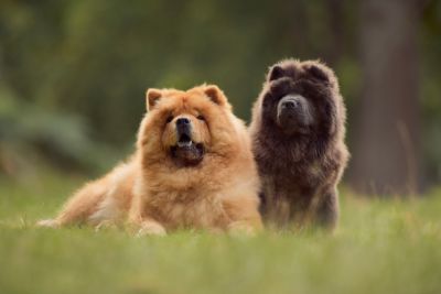 Chow chow jaką karmę wybrać?