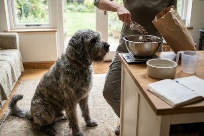 Bouvier des Flandres, jaką karmę wybrać?