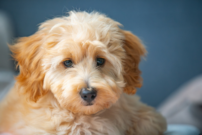 Cavapoo - czym karmić? Zasady żywienia rasy