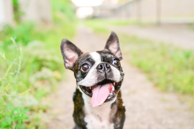 Boston terrier - jaką karmę wybrać